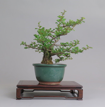 Bonsai de Chaenomeles