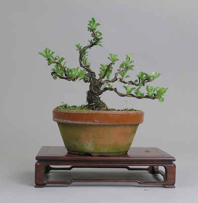 Bonsai de Chaenomeles
