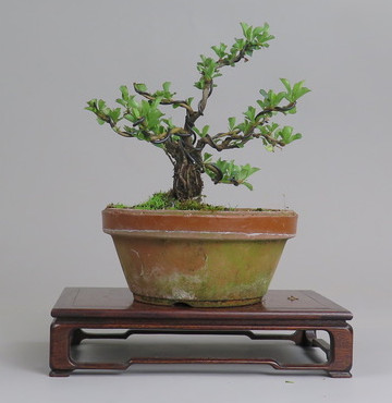 Bonsai de Chaenomeles