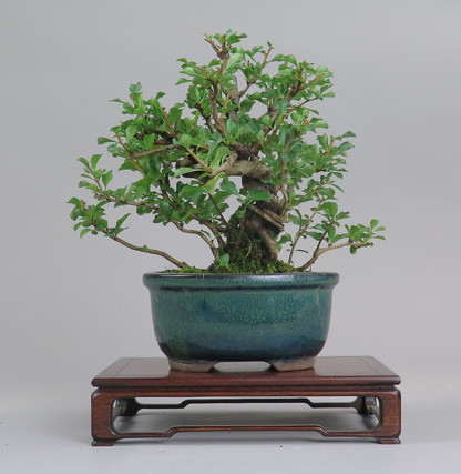 Bonsai de Chaenomeles