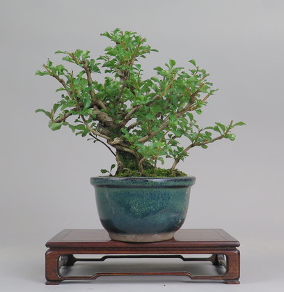 Bonsai de Chaenomeles