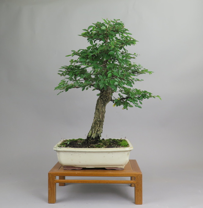 Bonsai de Celkova Nire