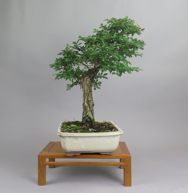 Bonsai de Celkova Nire