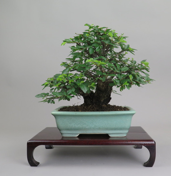 Bonsai de Celkova Nire