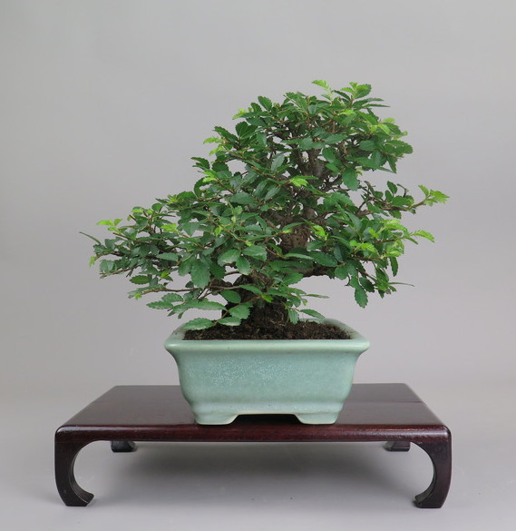 Bonsai de Celkova Nire