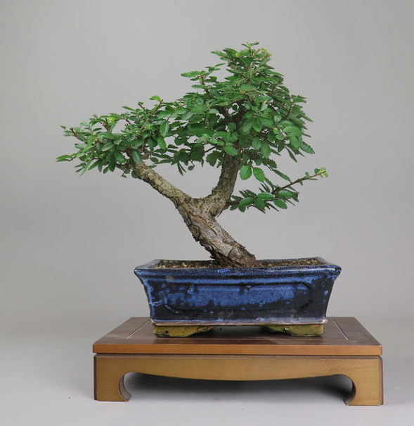 Bonsai de Celkova Nire