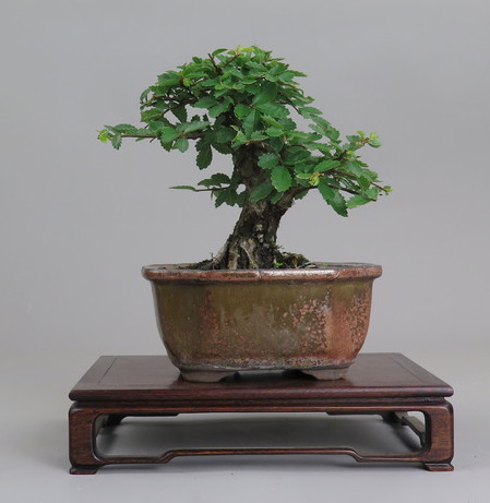 Bonsai de Celkova Nire