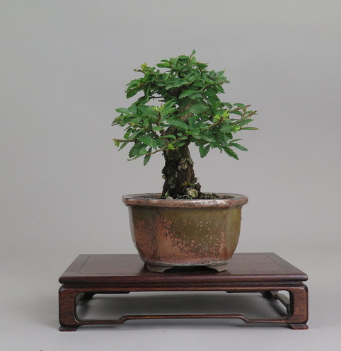 Bonsai de Celkova Nire