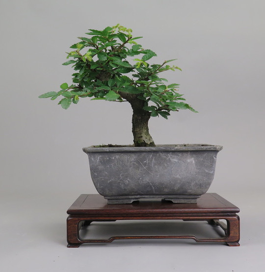 Bonsai de Celkova Nire