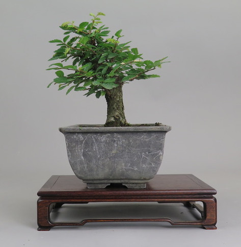 Bonsai de Celkova Nire