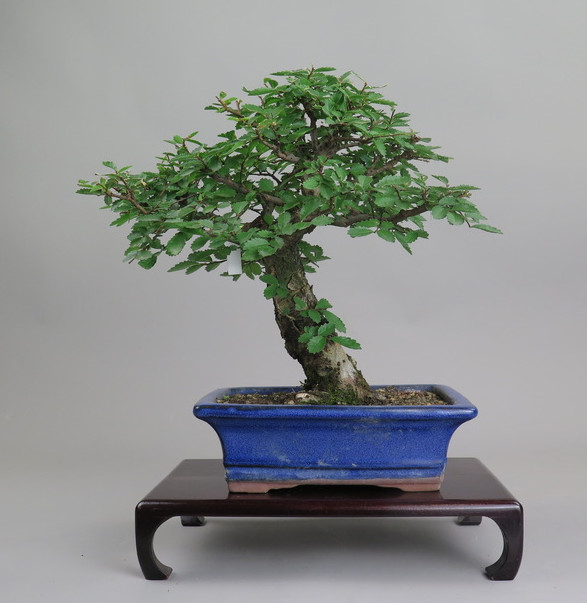 Bonsai de Celkova Nire