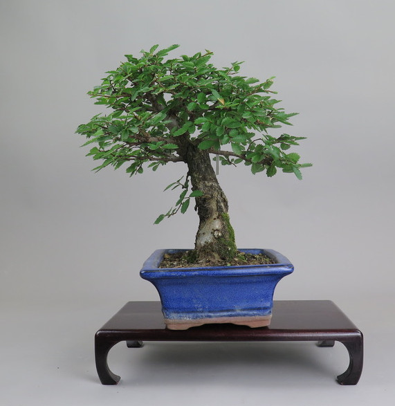 Bonsai de Celkova Nire