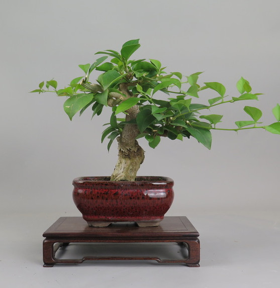 Bonsai de Bouganvillea