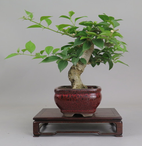 Bonsai de Bouganvillea