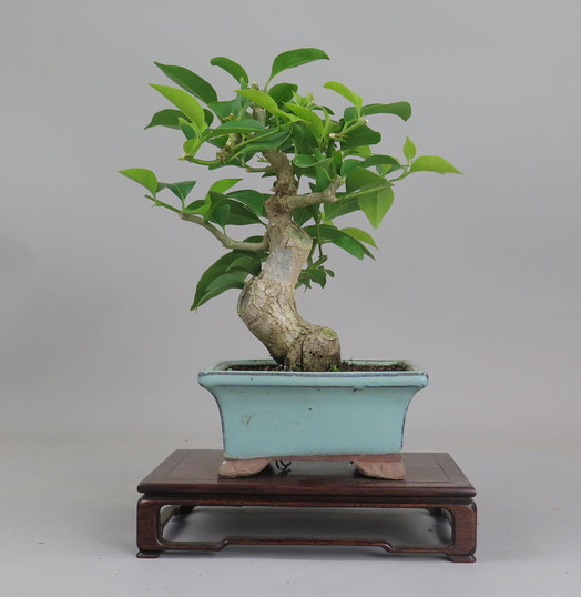 Bonsai de Bouganvillea