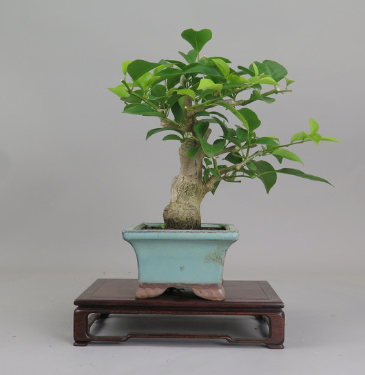 Bonsai de Bouganvillea