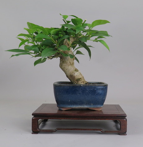 Bonsai de Bouganvillea