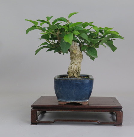 Bonsai de Bouganvillea