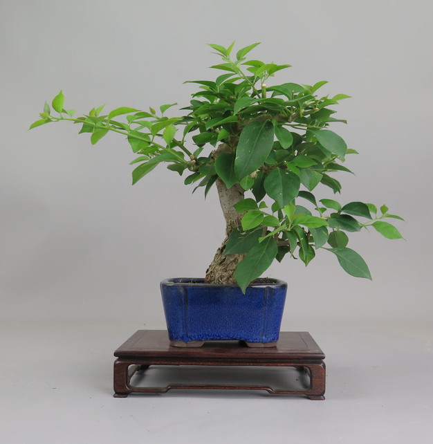 Bonsai de Bouganvillea