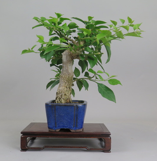 Bonsai de Bouganvillea
