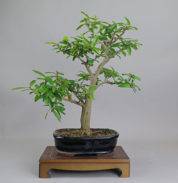 Bonsai de granado