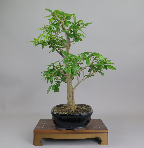 Bonsai de granado