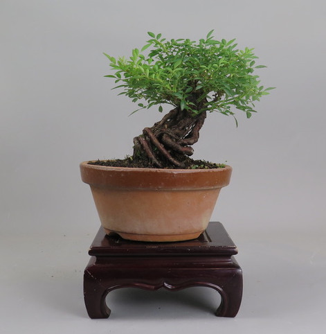 Bonsai de Rosa