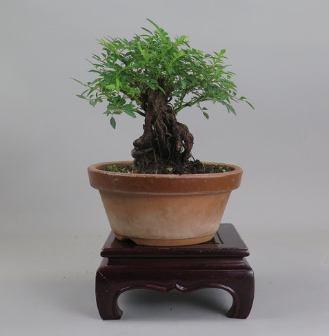 Bonsai de Rosa