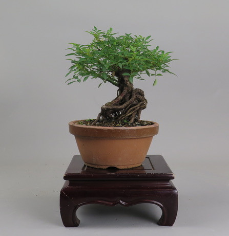 Bonsai de Rosa