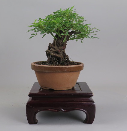 Bonsai de Rosa