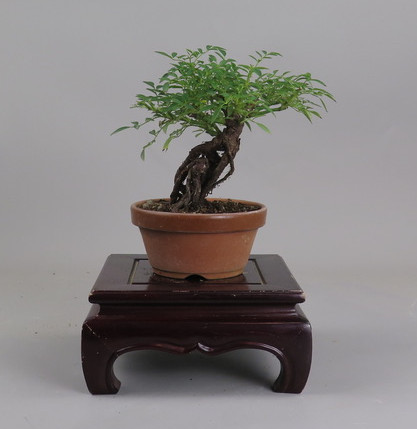 Bonsai de Rosa