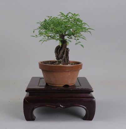 Bonsai de Rosa