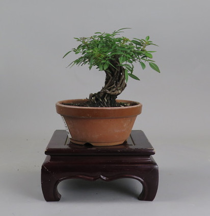 Bonsai de Rosa
