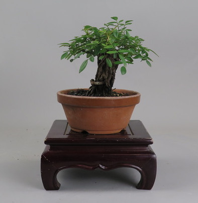 Bonsai de Rosa