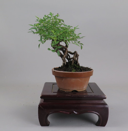Bonsai de Rosa