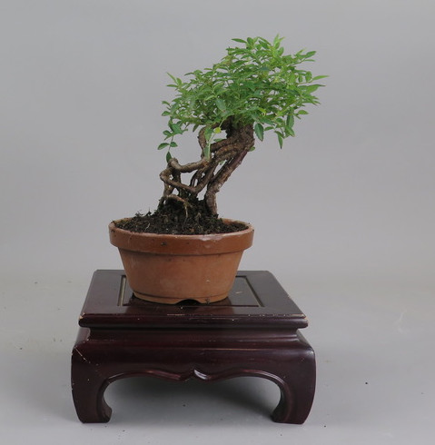 Bonsai de Rosa