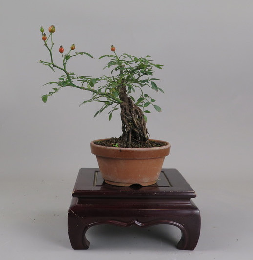 Bonsai de Rosa