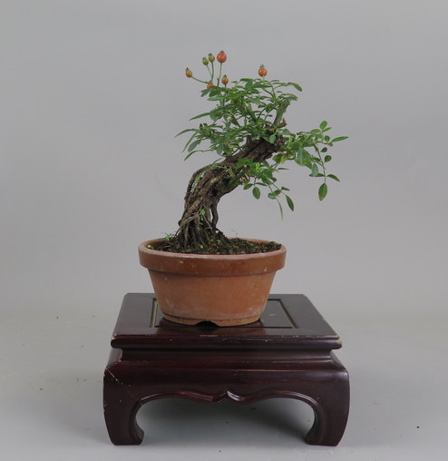 Bonsai de Rosa