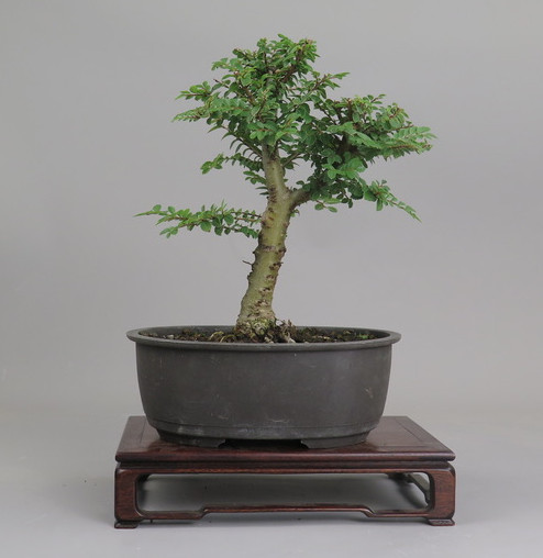 Bonsai de olmo