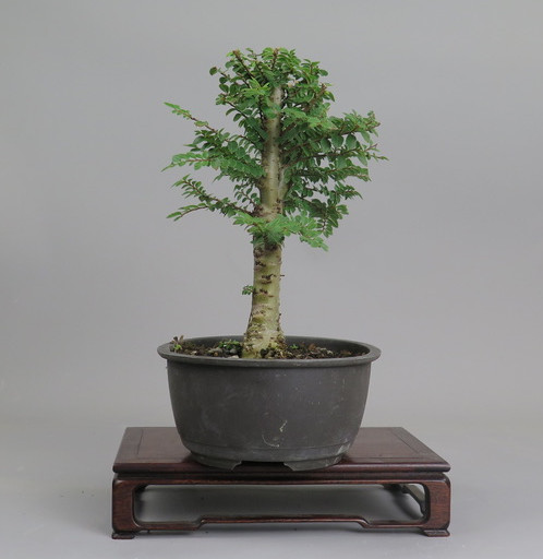 Bonsai de olmo
