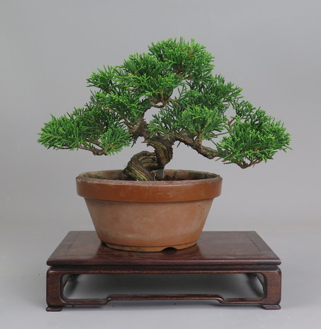 Bonsai de Juniperus chinensis