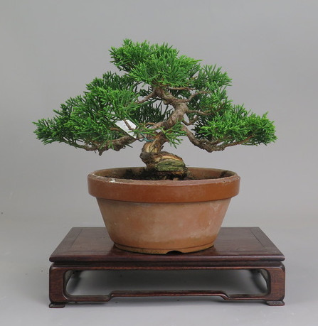 Bonsai de Juniperus chinensis