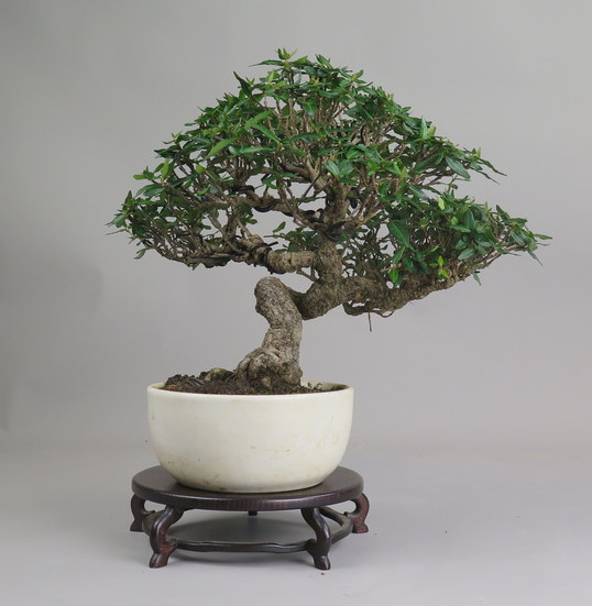Bonsai de Trachelospermum