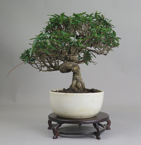 Bonsai de Trachelospermum