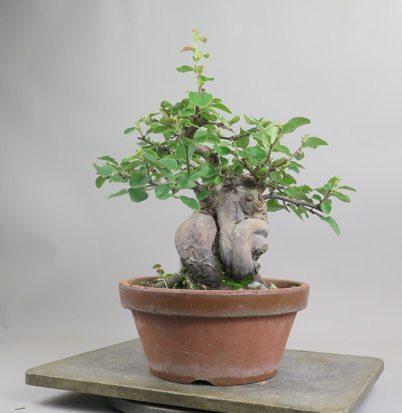 Bonsai de pseudocidonia