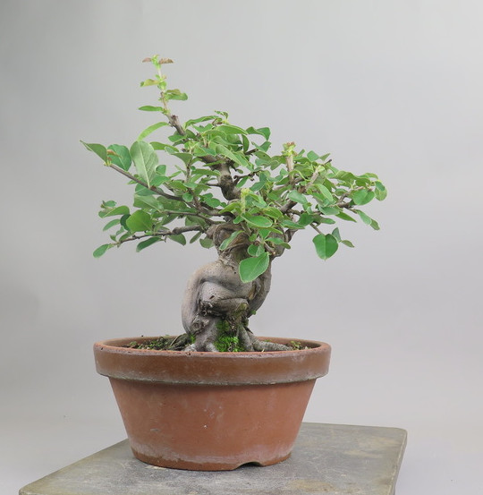 Bonsai de pseudocidonia