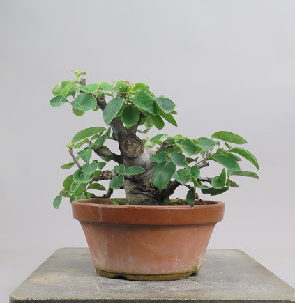 Bonsai de pseudocidonia