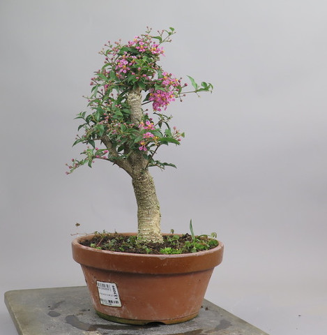 Bonsai de Malphigia
