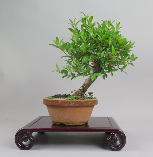 Bonsai de mirto