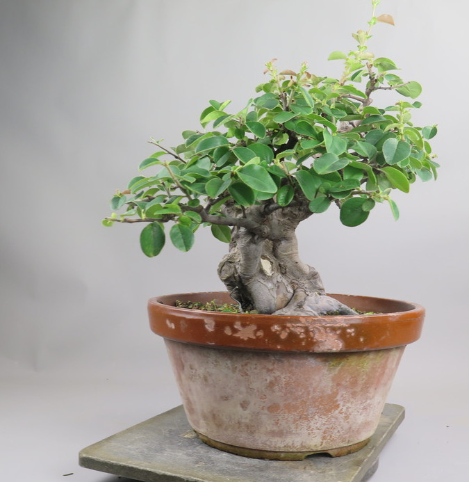 Bonsai de pseudocidonia